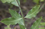 Green comet milkweed